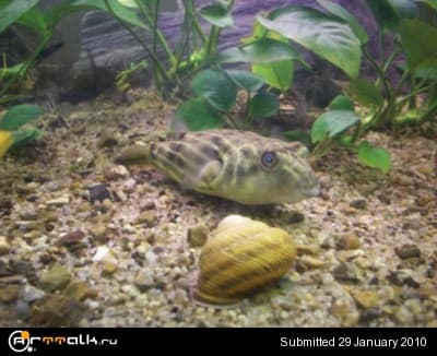 reptile.ru-20091022140847.jpg