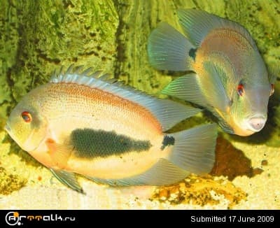Uaru amphiacanthoides.jpg