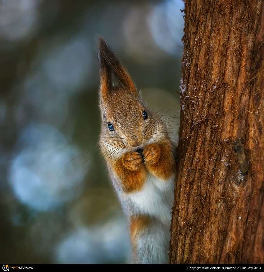 Squirrel