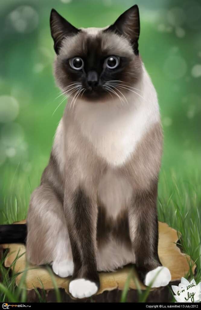 Мой котик:)