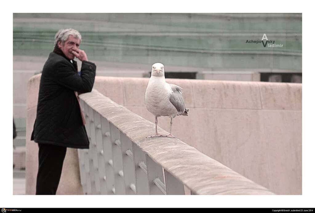 Seagul