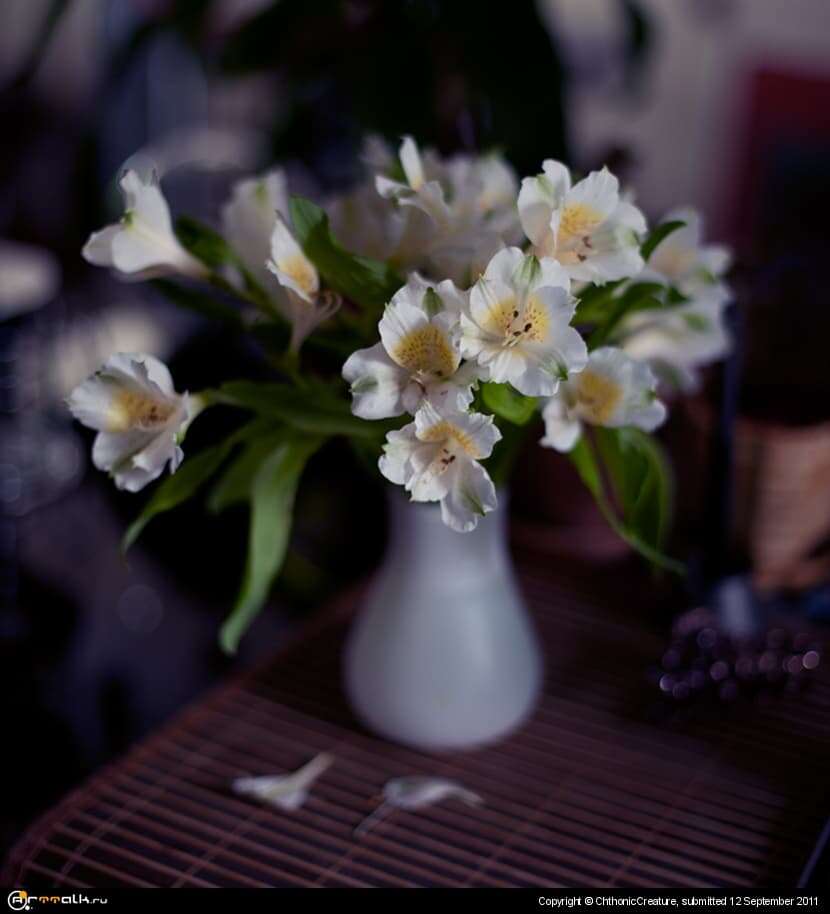 Alstroemeria