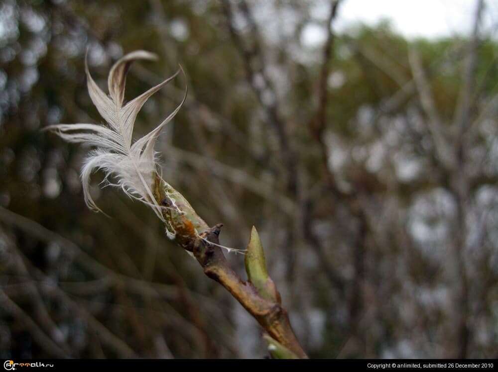 Перышко на ветке