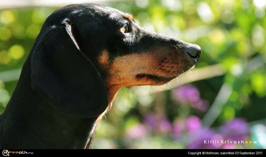 Dachshund