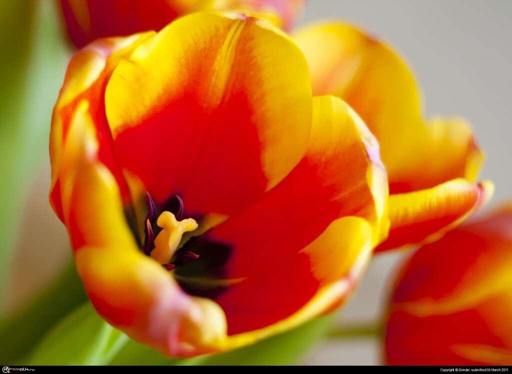 Tulip