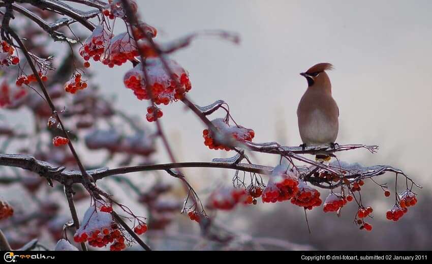 Mountain Ash