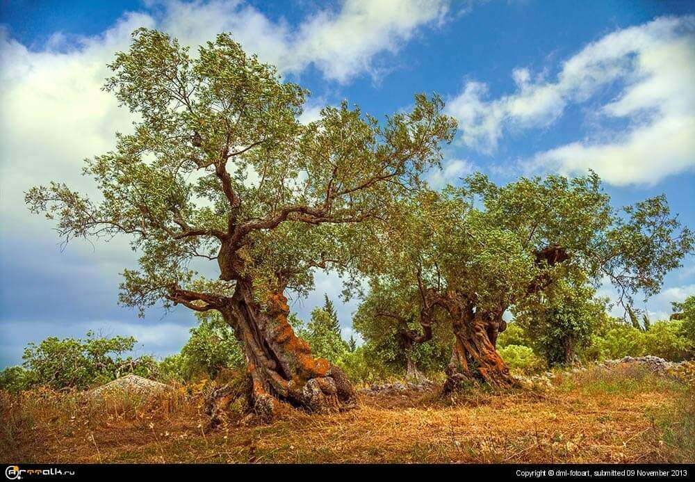 Old Trees