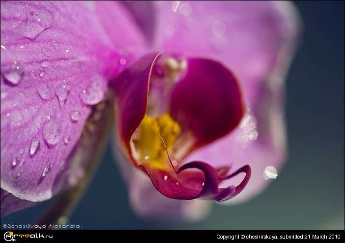 Orchid