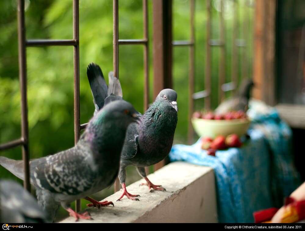 Hungry Birds