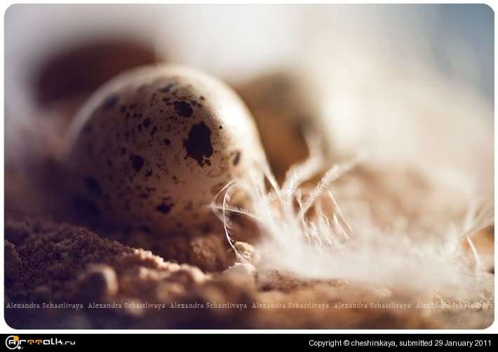 Eggs