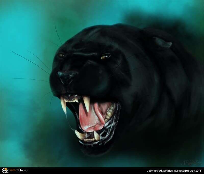 Wild Cat