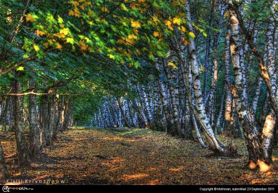 In Forest