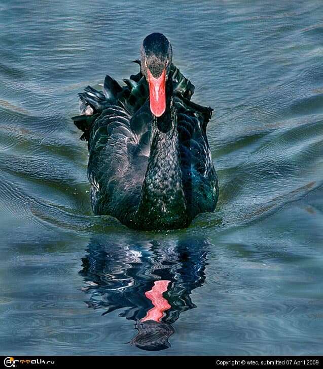 Грация