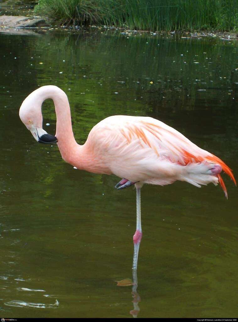 flamingo