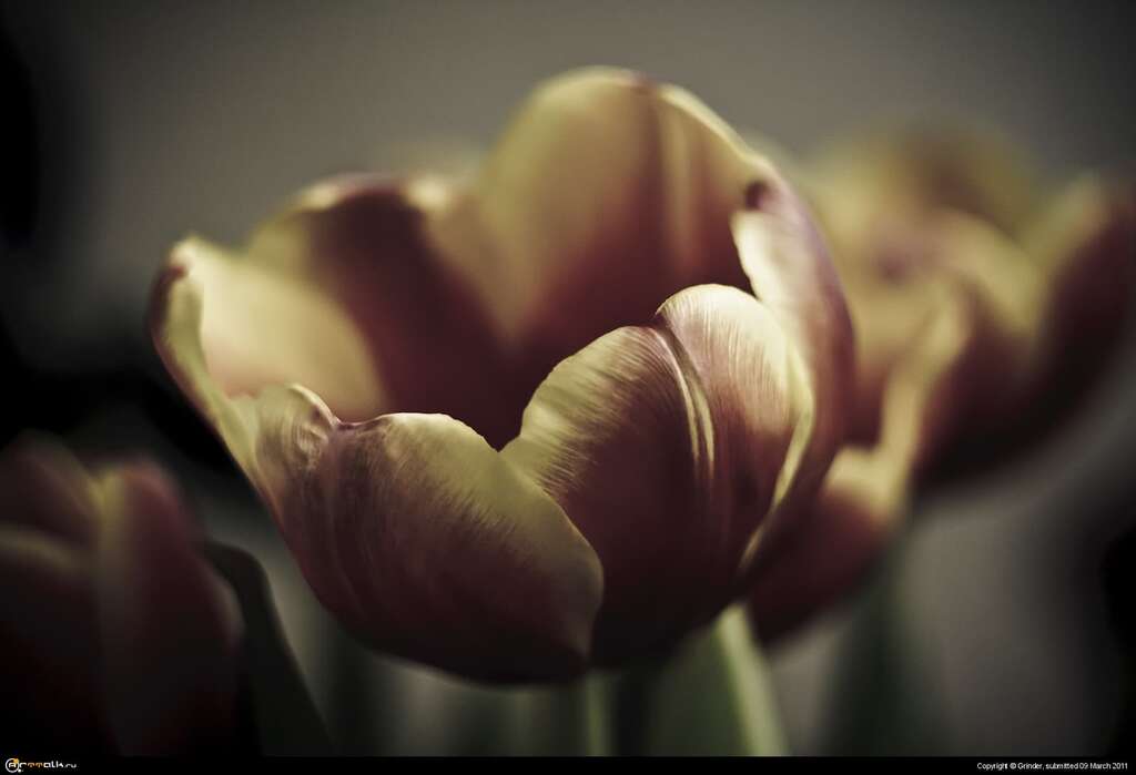 Tulip