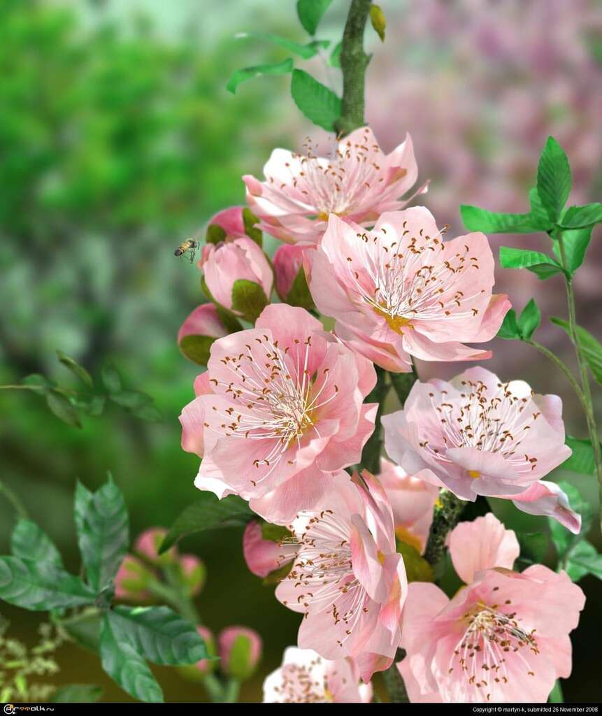 Blossom And Bee