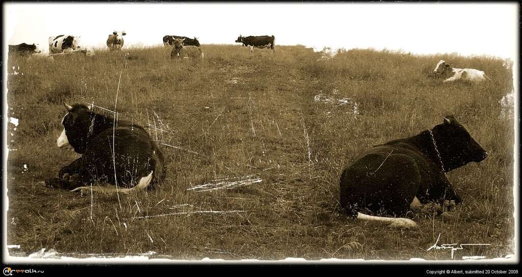 Cows