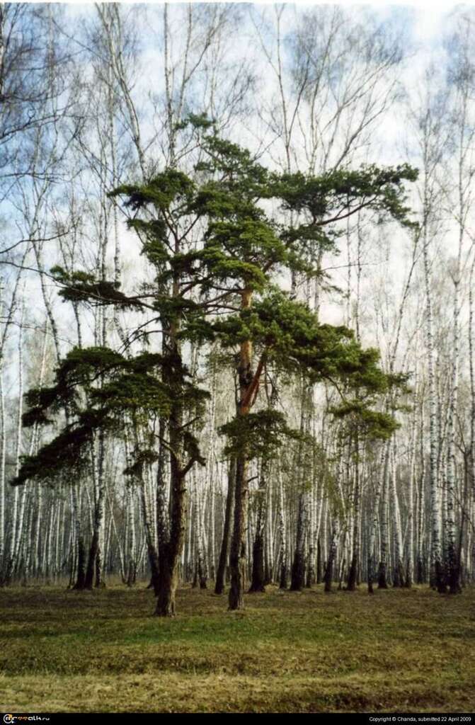 Весна. Две сосны