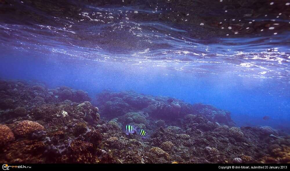 At The Bottom Of The Sea
