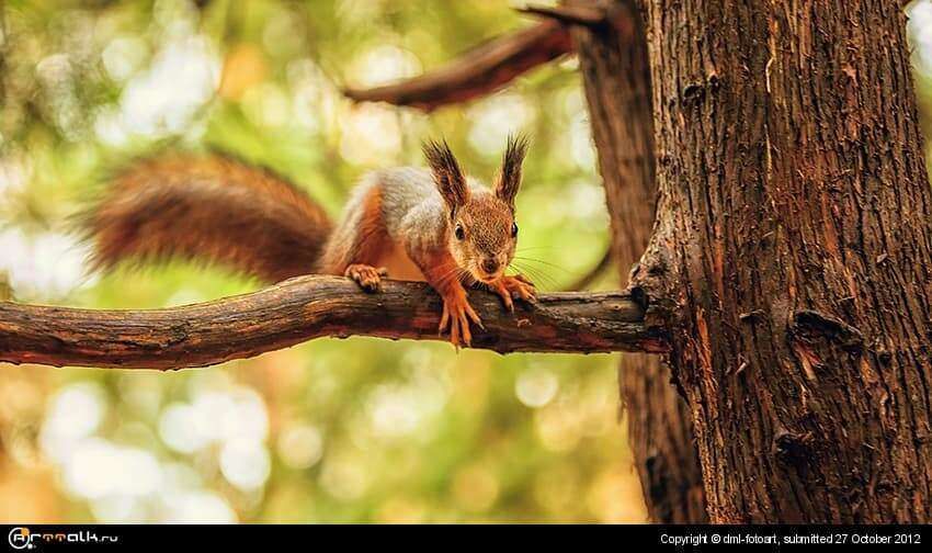 Curious Squirrel