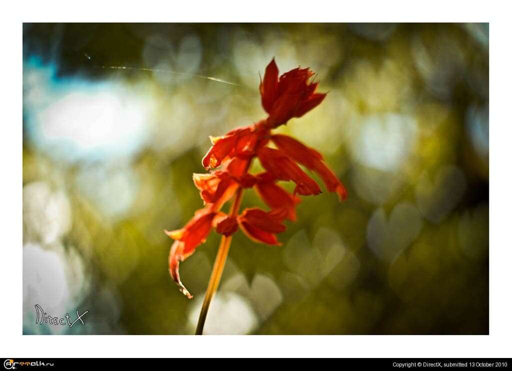 Flower Love