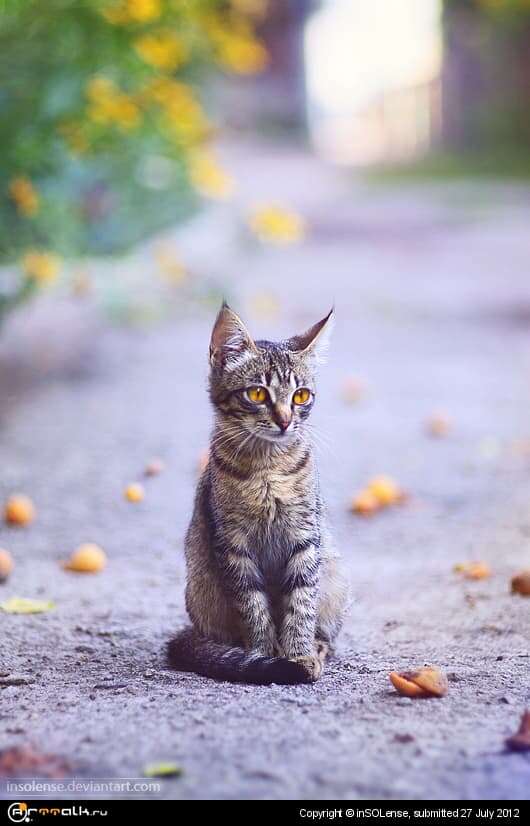 Кот и абрикосы