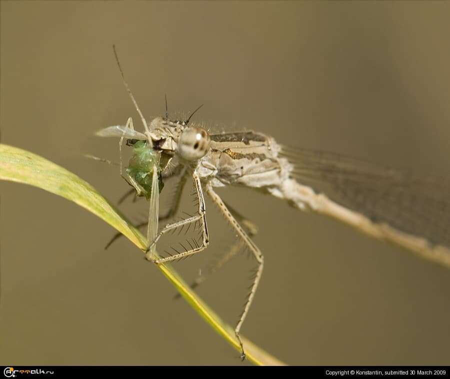 Predator