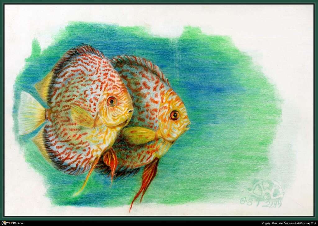Дискусы