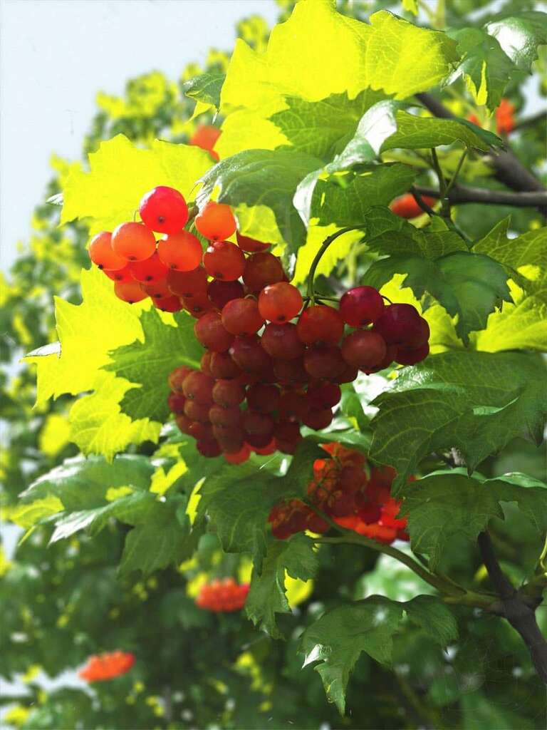 Apricus Acini