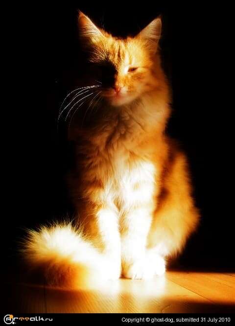 Ghost-cat