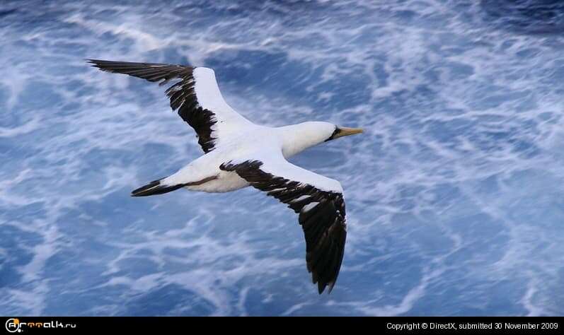 Atlantic Guard