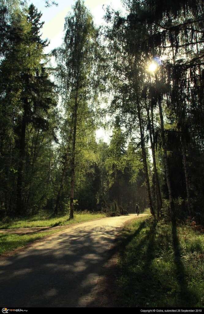Велосипедист в лесу