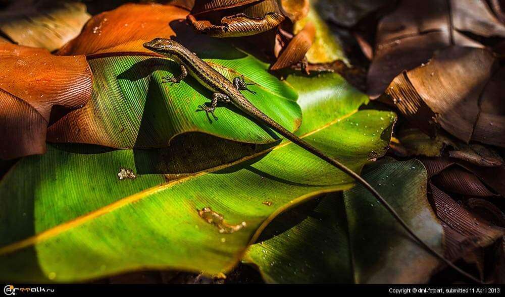 A Very Long Tail