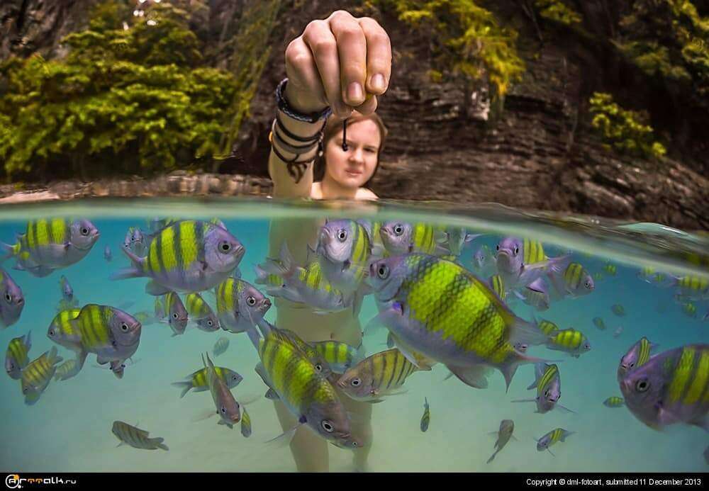 Dinner With Fish.