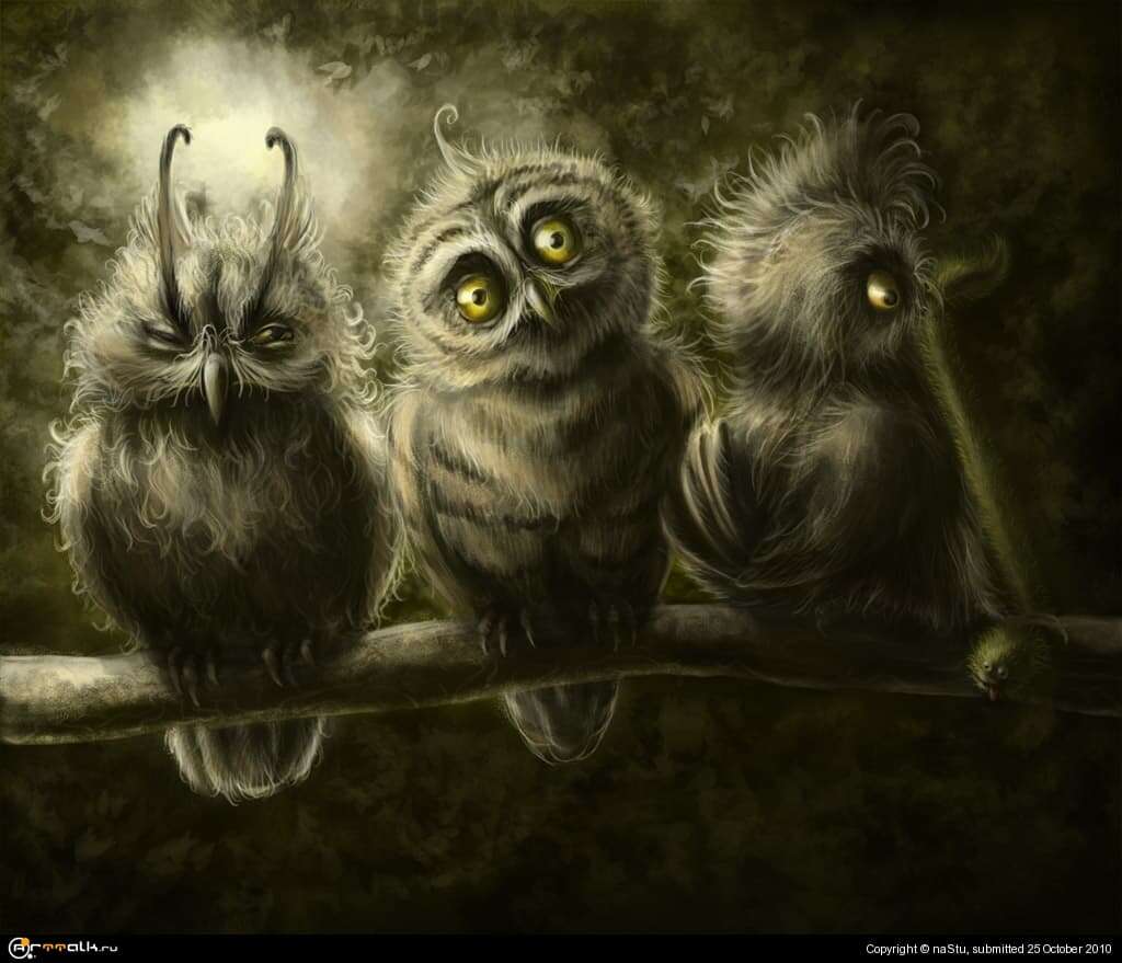 Owls