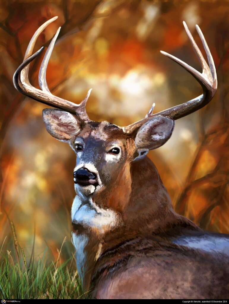 Deer Look