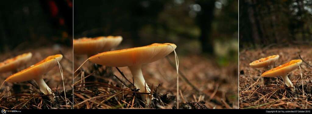 Amanita
