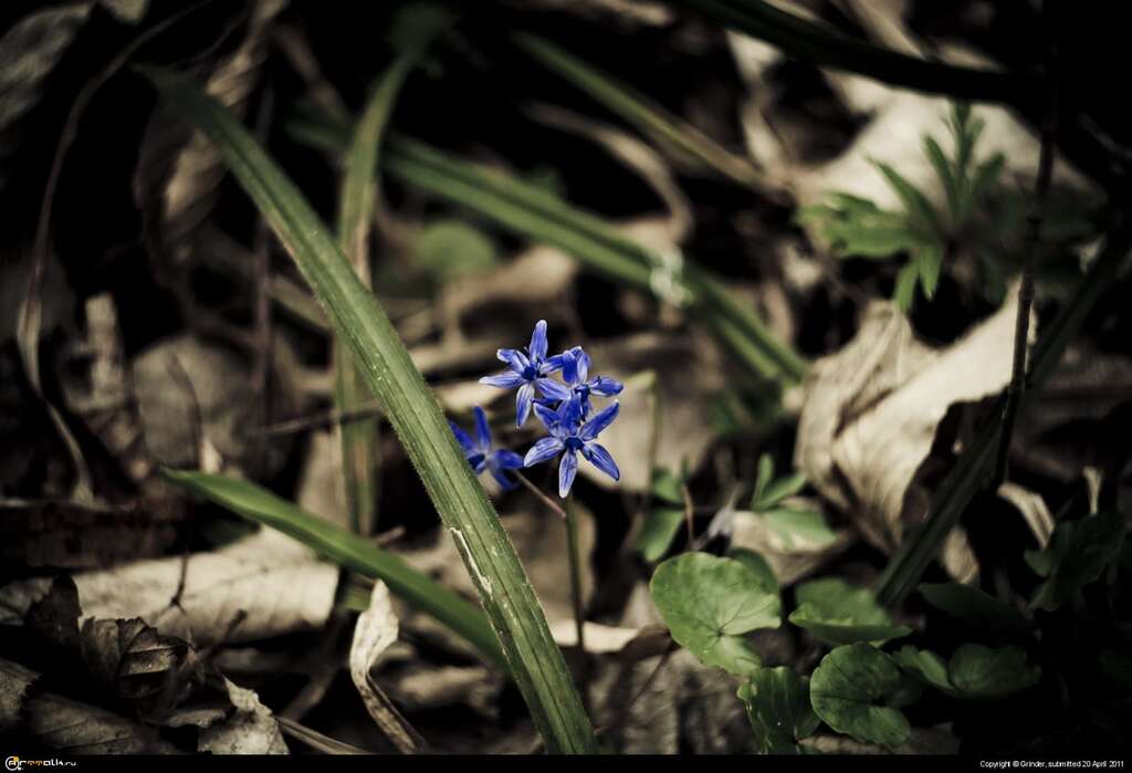 Little Spring