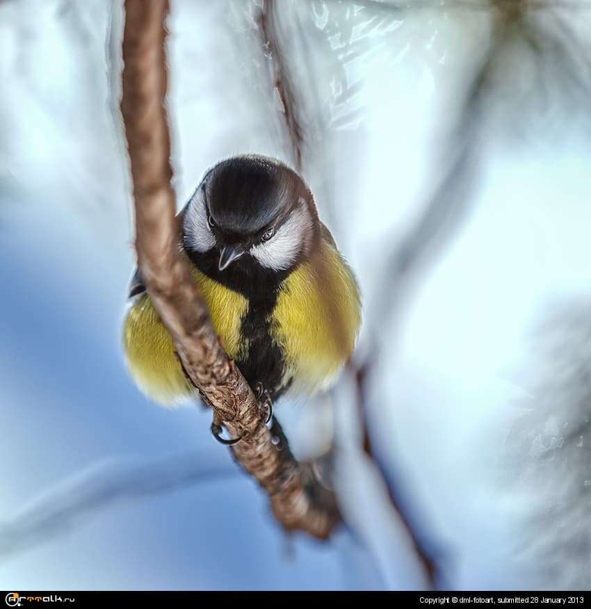 Strict Tit