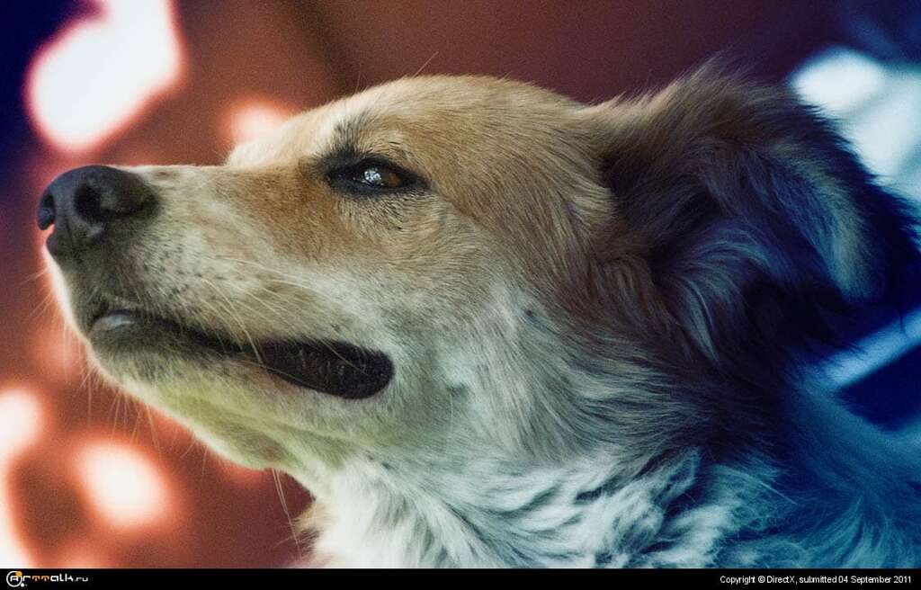 Dog