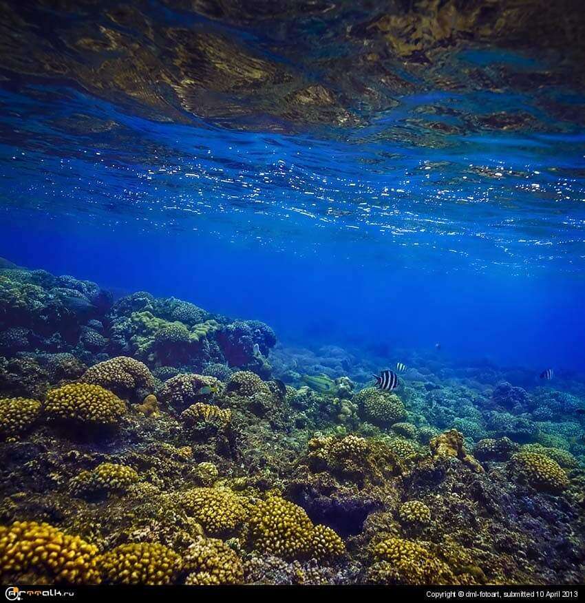 Corals