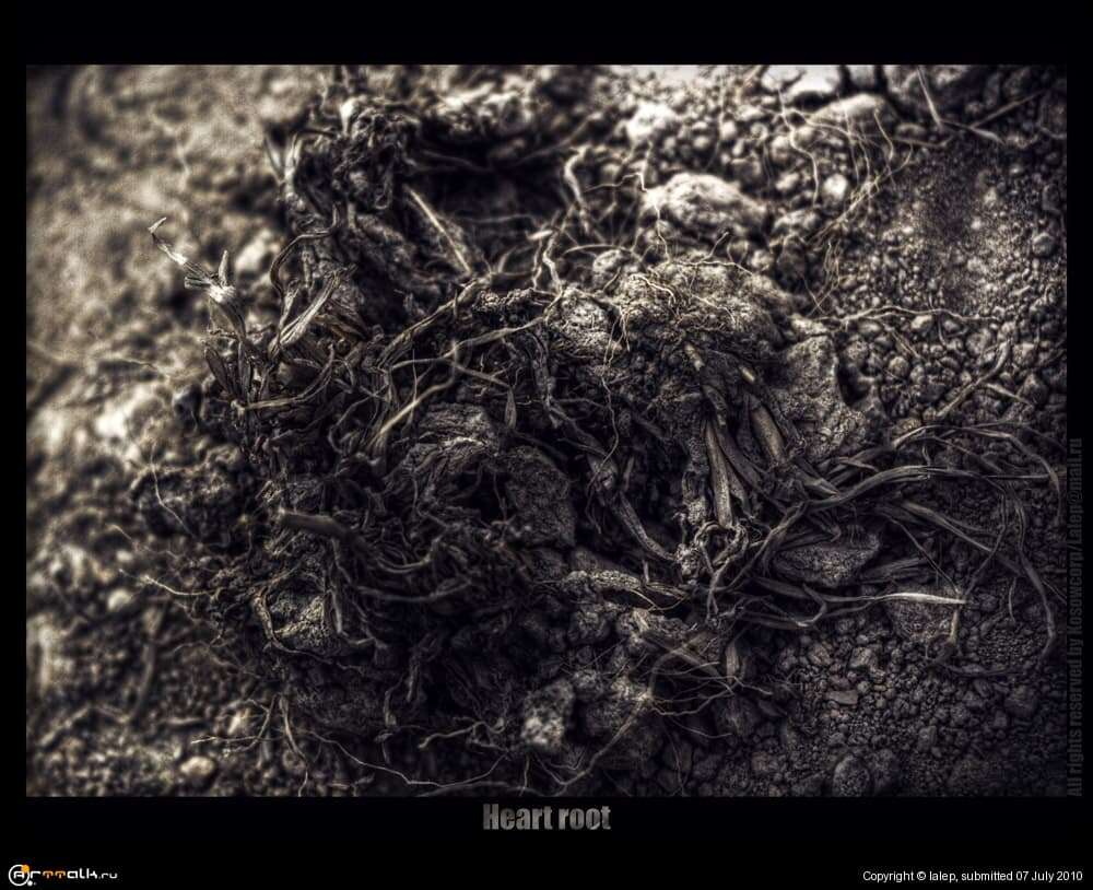 Heart Root...