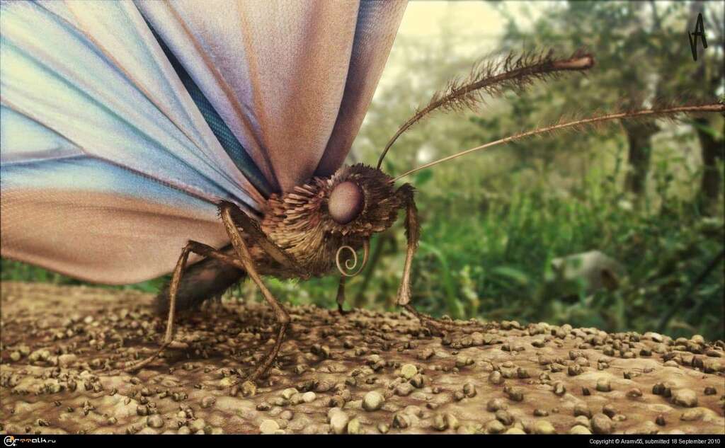 Butterfly