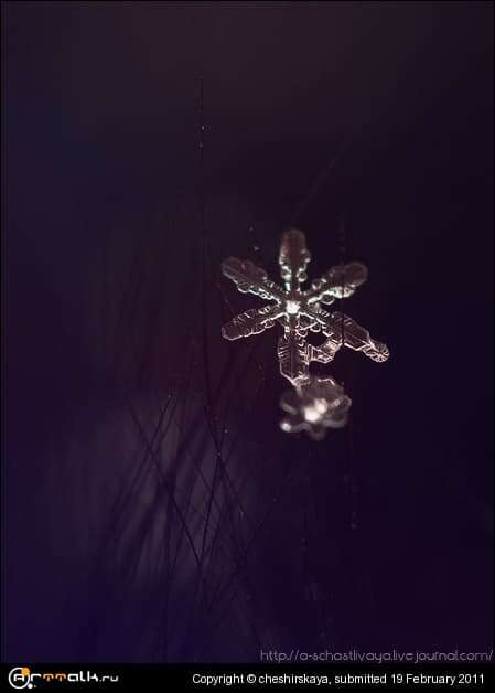 Snowflakes