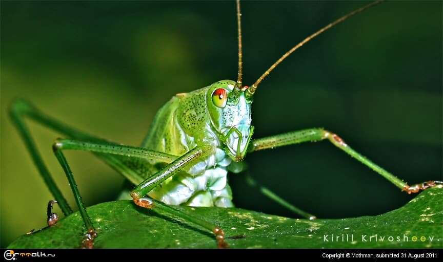 Grasshopper