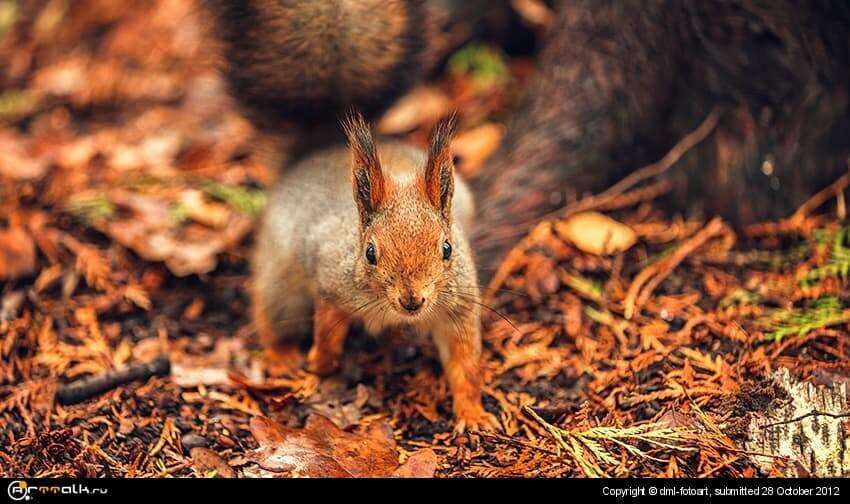 Nuts Bring?