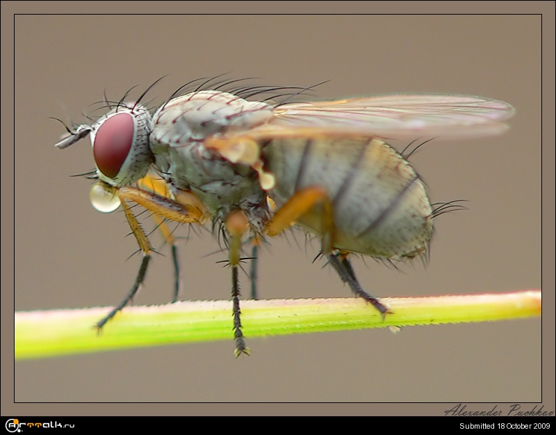 Толстая муха. Здоровая Муха. Разновидности мух. Муха с желтым брюхом.