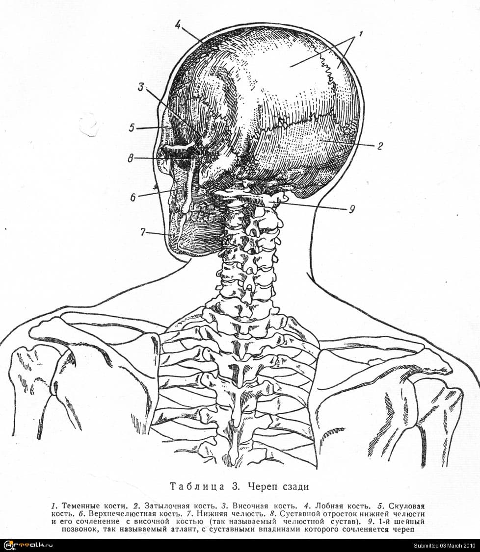 Причины боли у основания черепа. Кость основания черепа. Позвонок у основания черепа.