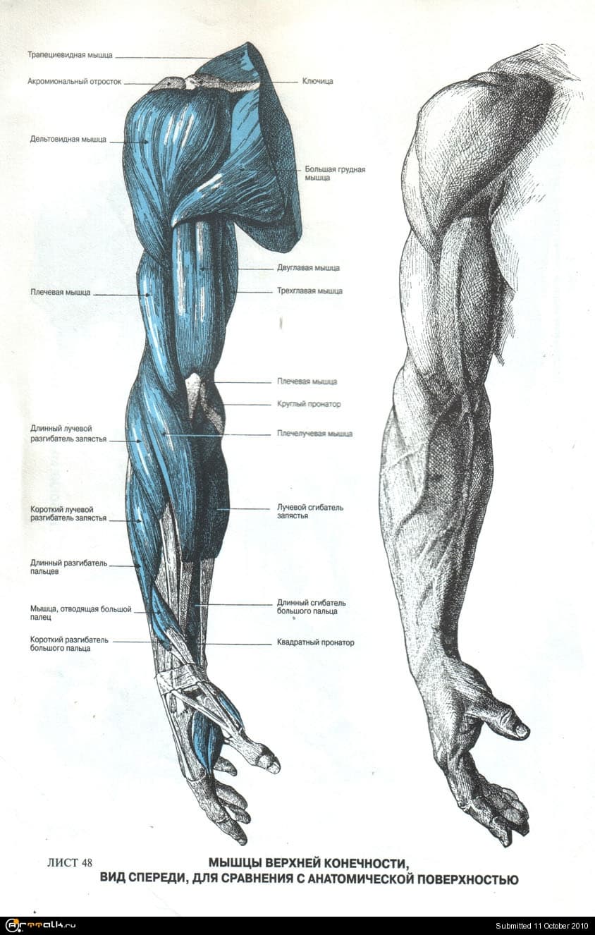 Анатомия мышц рук человека. Анатомический атлас человека мышцы рук. Мышцы верхних конечностей пластическая анатомия. Баммес нижние конечности мышцы. Фриц Шидер анатомический атлас для художников.