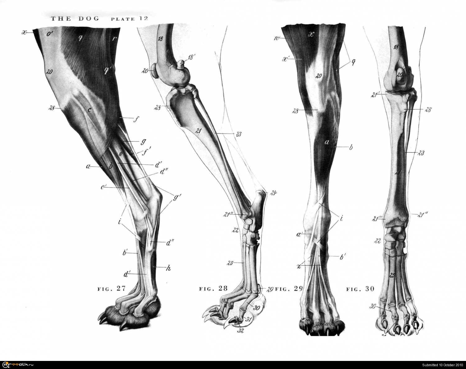 Строение лапок. Плюсна анатомия собаки лапа. Анатомия собаки скелет передней конечности. Анатомия задней лапы собаки. Скелет задней конечности собаки.